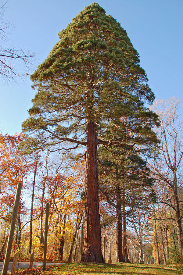 Sequoias Are Impossible to Miss!