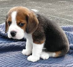 Photo of the sad puppy.