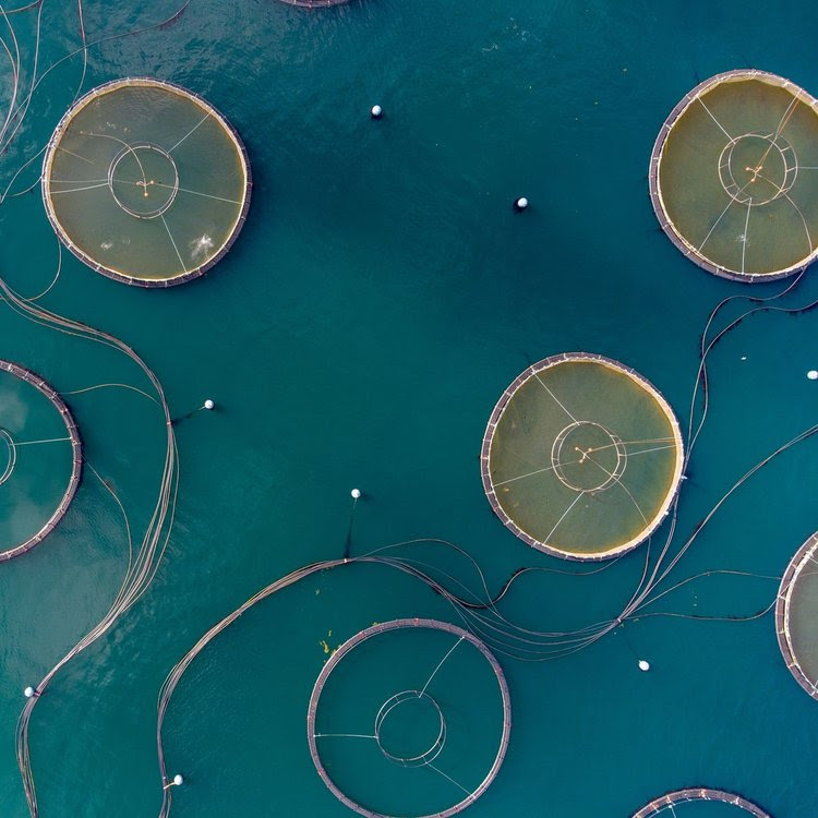 Fish farms shown from above