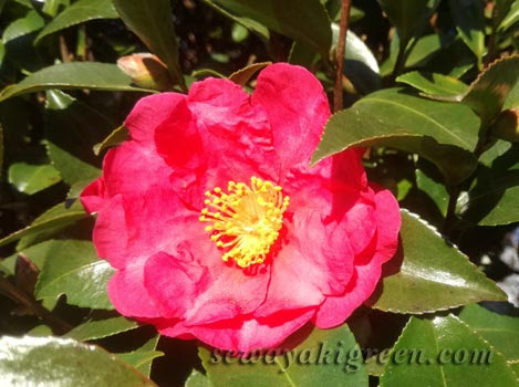 50 素晴らしい椿 落ちる 最高の花の画像