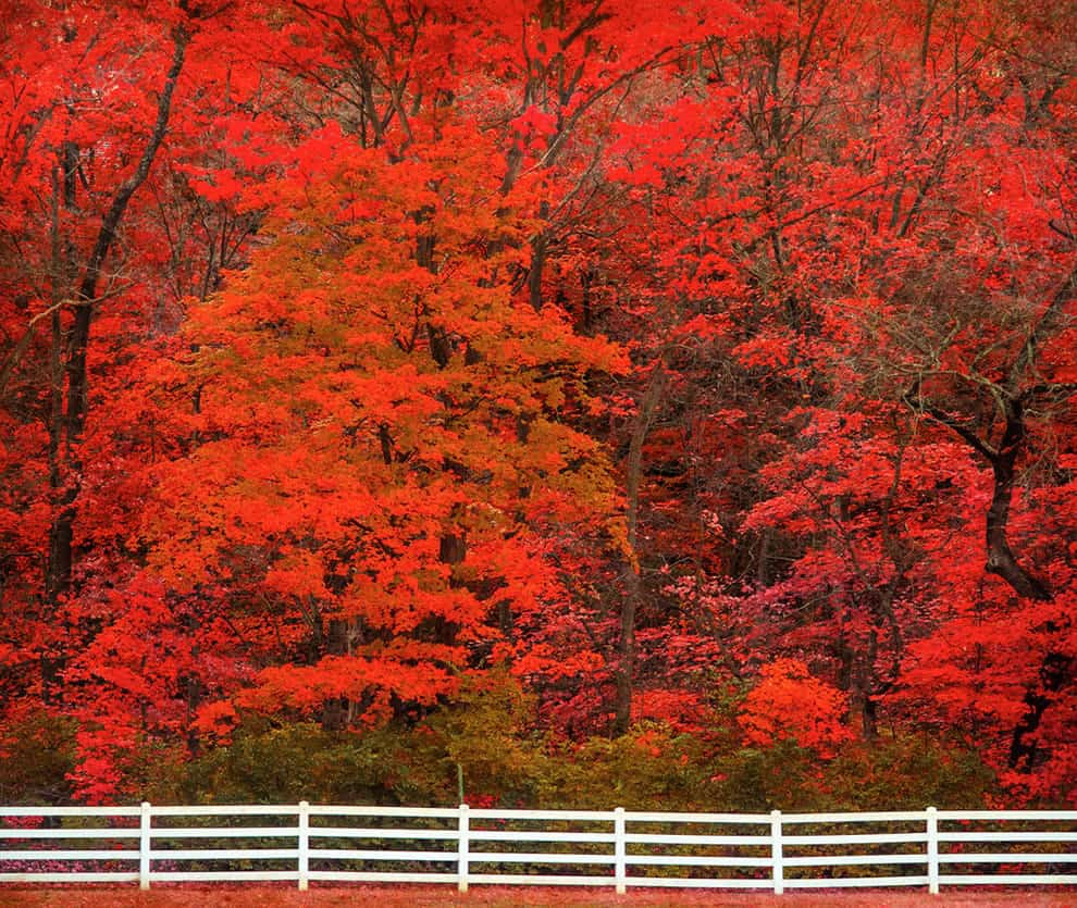 Brilliant red fall foliage, autumn in Grantwood, Missouri