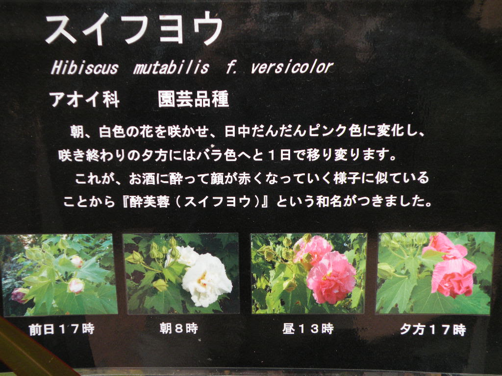 最高かつ最も包括的な酔 芙蓉 花 言葉 最高の花の画像