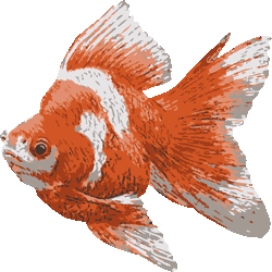 ディズニー画像のすべて 50 素晴らしい金魚 イラスト リアル