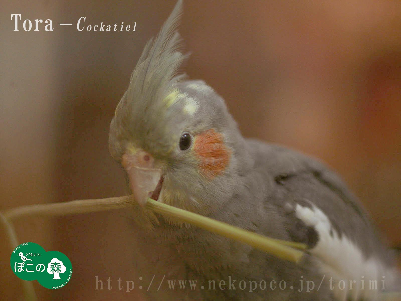 ラブリー オカメインコ 壁紙 ベストアニメ画像