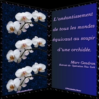 Carte Anniversaire Virtuelle Orchidee Fiolazoezoey Blog