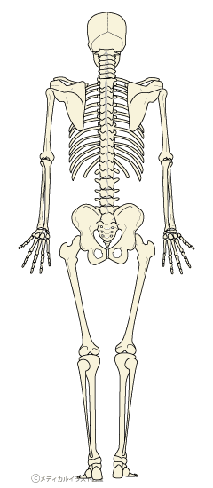 無料ダウンロード 人体図 背面 2952