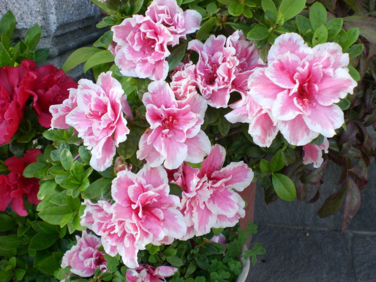 これまでで最高のアザレア ツツジ 最高の花の画像