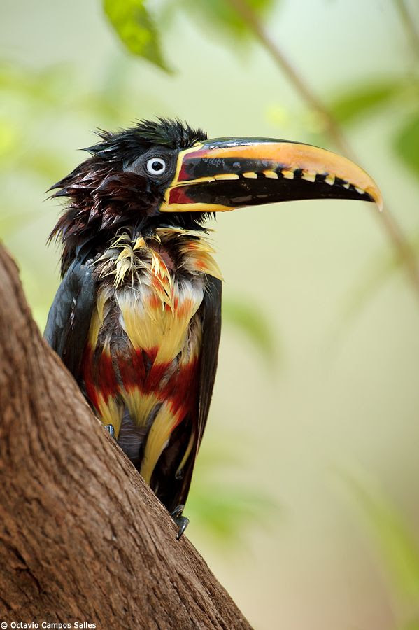 Chestnut eared Aracari  by Octavio Campos 