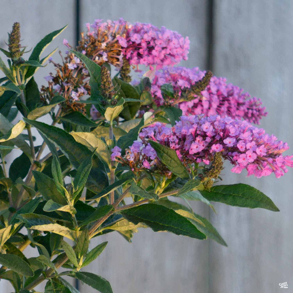 The pugster seems hardly a bush being small and low to the ground but this allows a photo of both the butterfly and its shadow. Pugster Periwinkle 174 Butterfly Bush Green Acres Nursery Supply