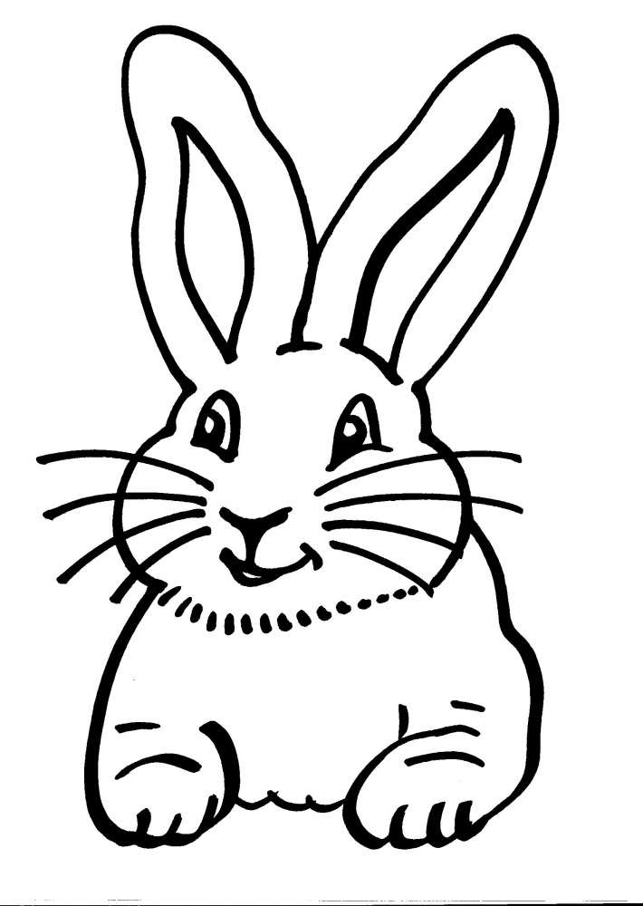 Disegni Di Animali Da Colorare Coniglietto Coloratutto Website
