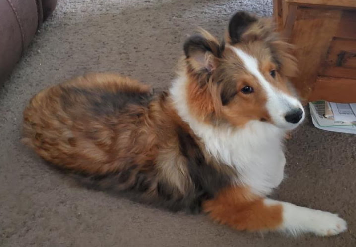 Find shetland sheepdogs for sale in columbus on oodle classifieds. Greyfyre Shelties