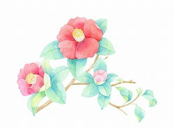 すべての花の画像 ラブリー椿 壁紙 イラスト