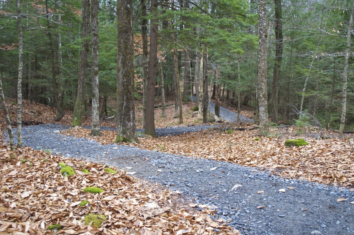 Snaking Through the Woods