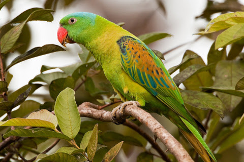 Image result for Blue Naped Parrot scientific names