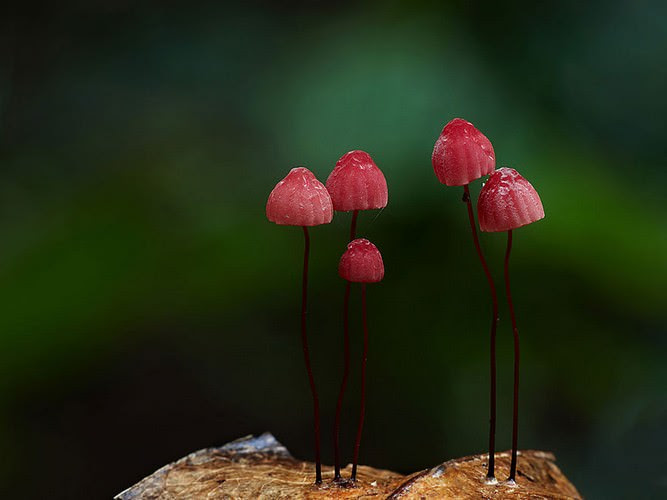 photos of mushrooms