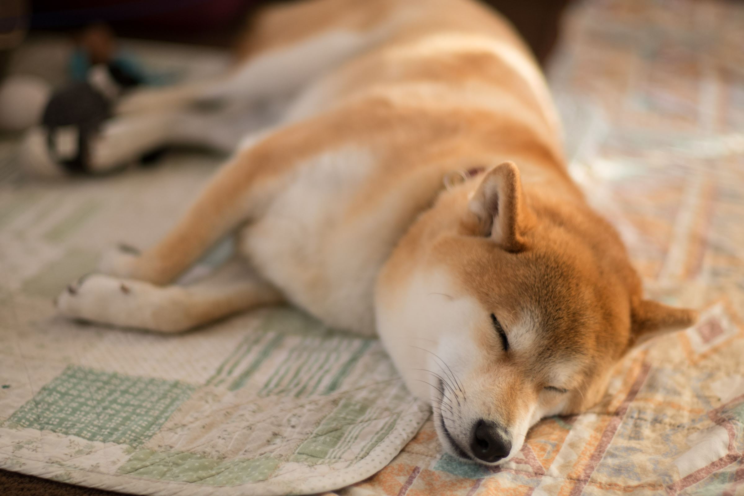 トップ100柴犬 可愛い 壁紙 イラスト スーパーイラストコレクション