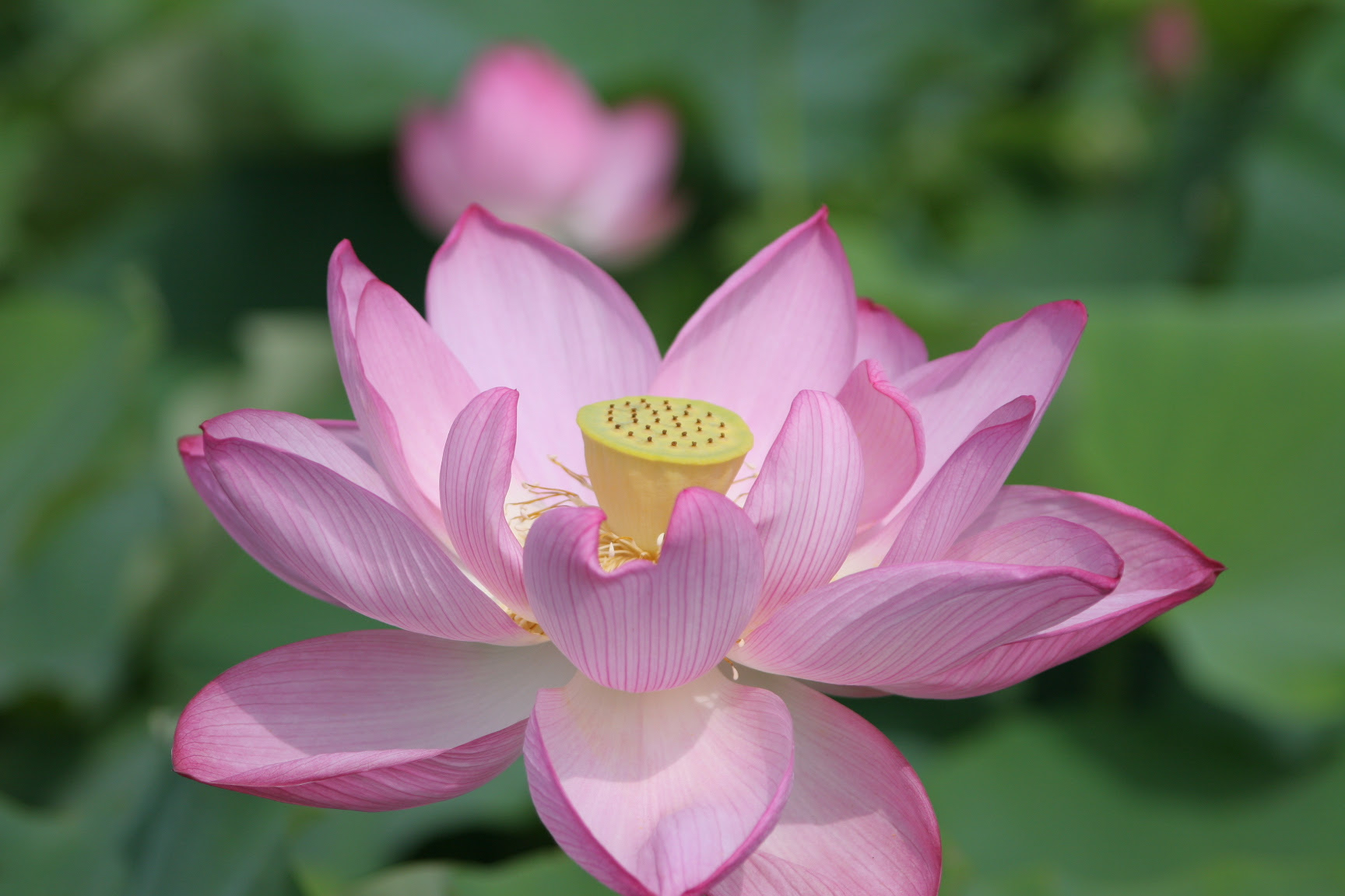 すべての美しい花の画像 心に強く訴える縁起良い 花