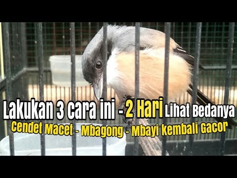 Cara Mengatasi Cendet Mbagong Aneka Cara Dan Solusi