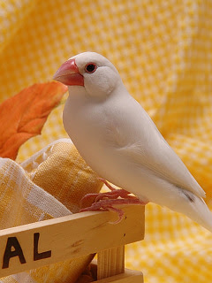 心に強く訴える文鳥 壁紙 スマホ 最高の花の画像