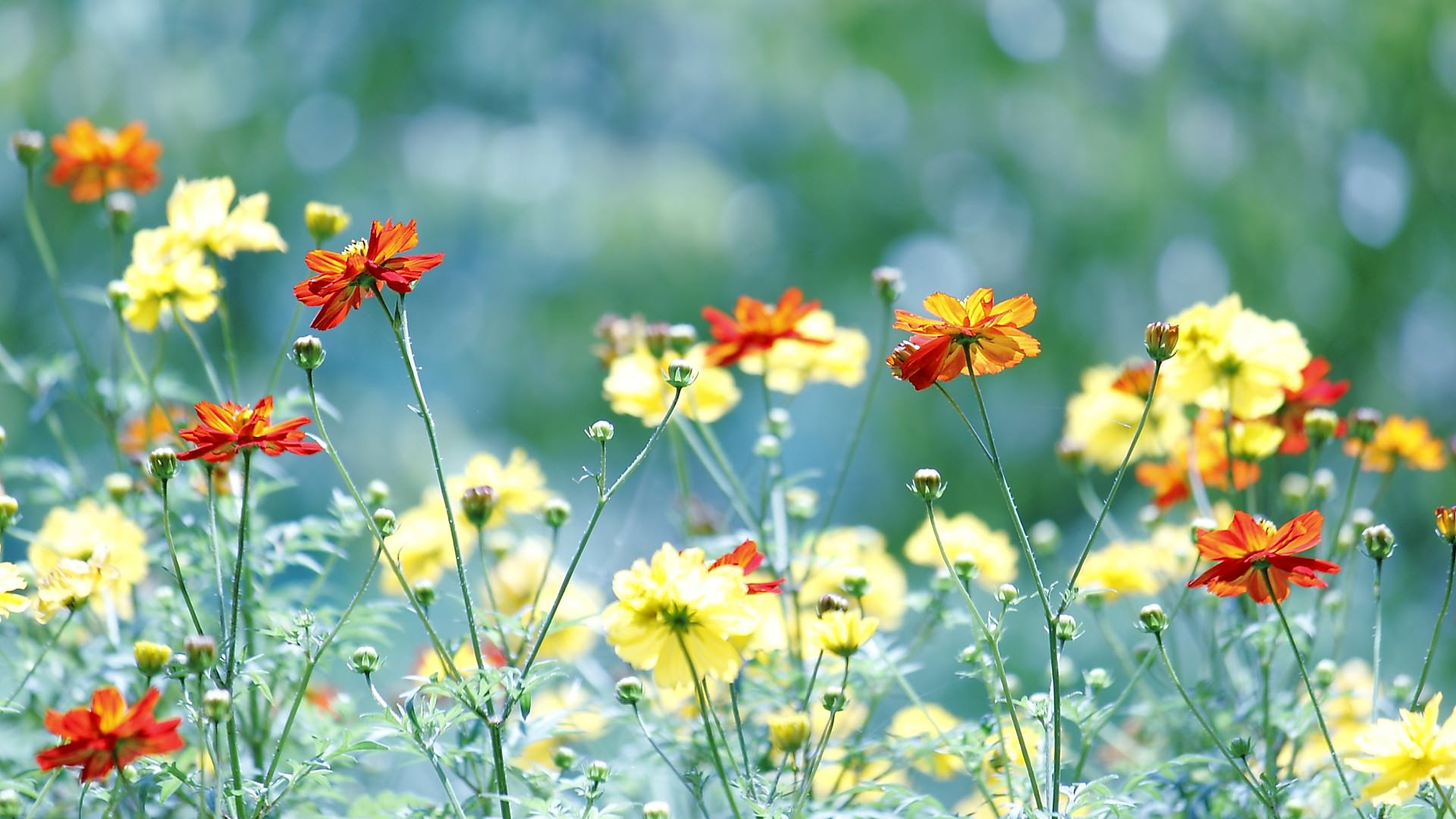 これまでで最高のpc 壁紙 19x1080 花 最高の花の画像