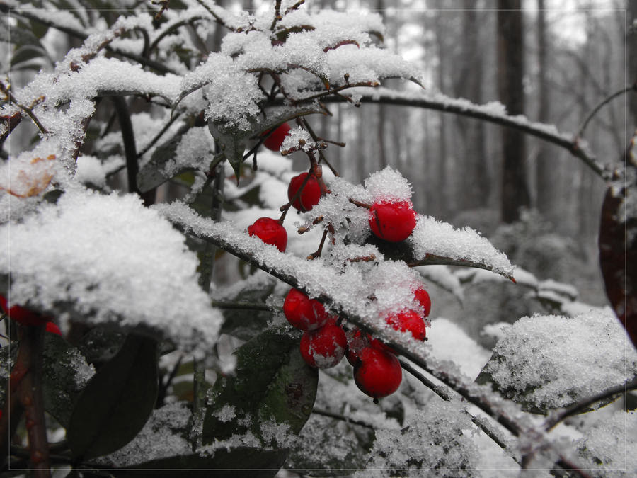 http://img10.deviantart.net/4c75/i/2010/046/c/3/red_berries_in_snow_by_sadistmoi.jpg