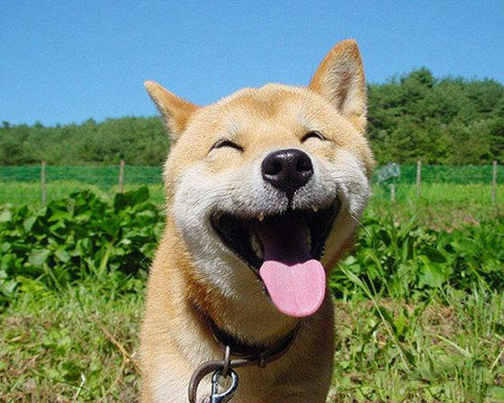 トップイメージカタログ トップ 100 柴犬 頭 悪い
