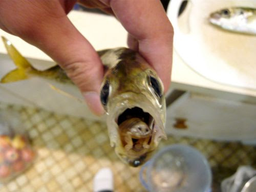 驚くばかりアジ 虫 すべての魚の画像