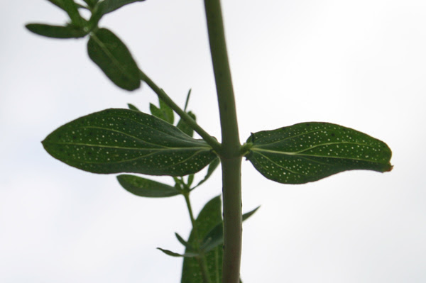 Le foglie dell'iperico sono ricche di ghiandole e punti traslucidi contenenti oli essenziali. Hypericum Perforatum Flora Di Sardegna