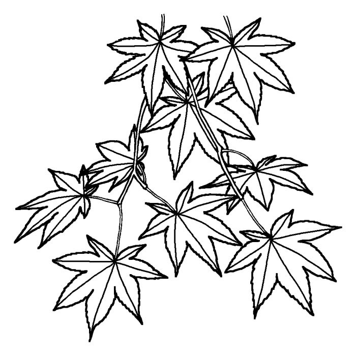 綺麗な紅葉 イラスト 白黒 ディズニー画像のすべて
