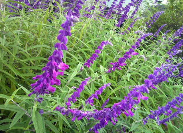 すべての花の画像 ぜいたくセージ 紫の花