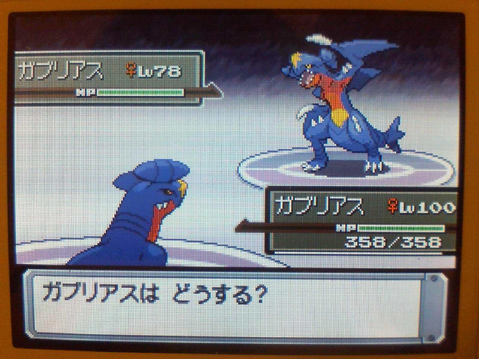 フカマル ダイパ