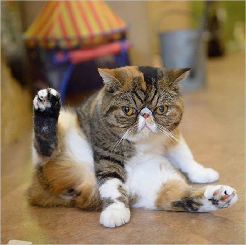 動物画像無料 75 ブサ 可愛い 猫
