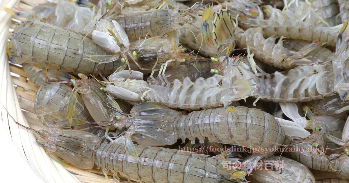 画像をダウンロード しゃこえび 2873 シャコエビ 食べ方 Maryloupanjp