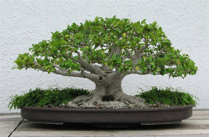 cây bonsai