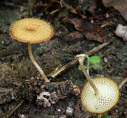 BIOLOGI GONZAGA: KINGDOM FUNGI