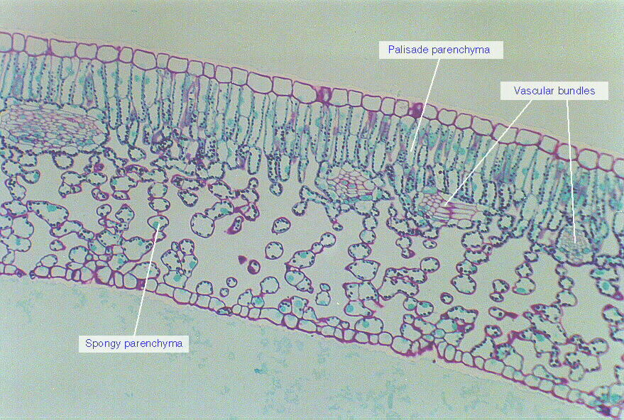 Where most photosynthesis takes place in the leaf (13 letters). Plant Cells Welcome To Science With Mr Patterson