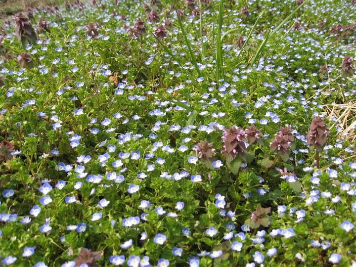 すべての美しい花の画像 無料印刷可能いぬ ふぐり 花