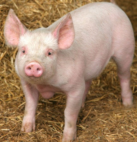 pig