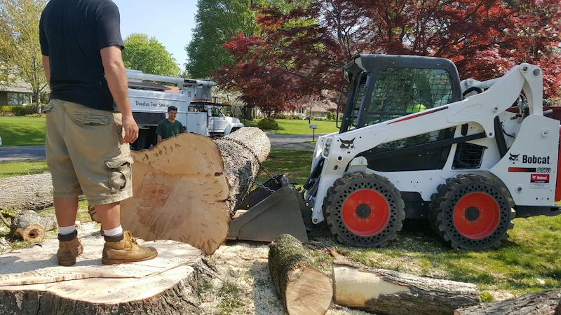 In the summer of 1902, william p. Tree Service Tree Removal Tree Trimming Cleveland Oh