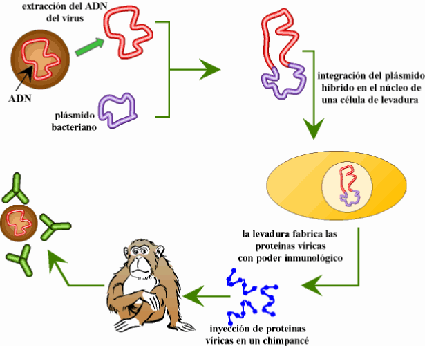 Biotecnologia Para Que Sirve La Ingenieria Genetica