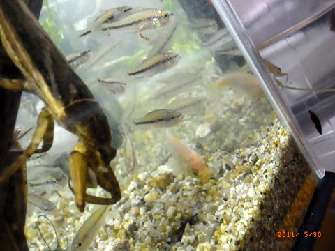 ぜいたくブラックバス 稚魚 すべての魚の画像