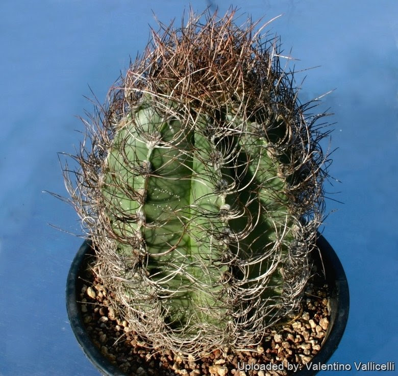 Cactus pollen is packed into these burrows to feed the grubs, which the parents do not tend. Echinocactus Capricornus Var Senilis