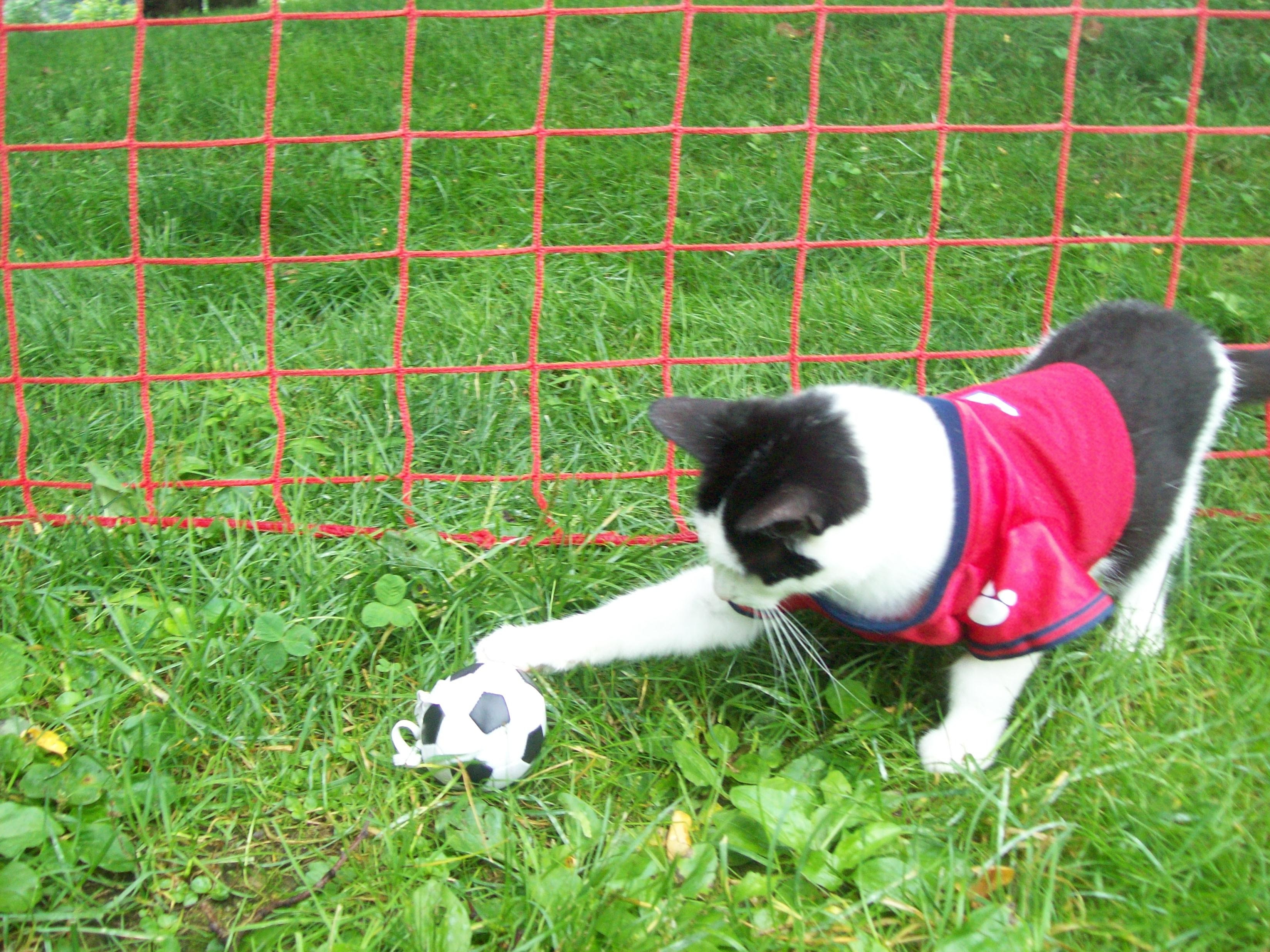 87 Gambar Lucu Binatang Main Bola Kekinian Gambar Pixabay