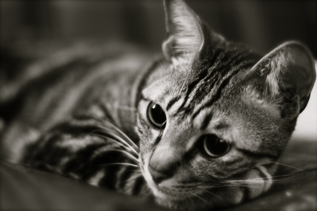 ユニーク猫 壁紙 おしゃれ Pc 最高の壁紙hd