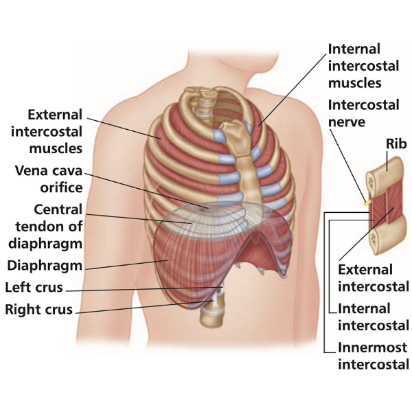 This pain is just annoying as its not as bad to prevent me from moving or do stuff, but it is very upsetting to have to. Intercostal Muscles Rib Pain Back Pain Chest Pain Niel Asher Education