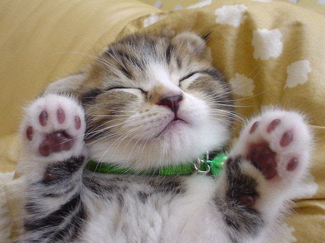 イラスト集 ベスト50 猫 画像 かわいい 無料