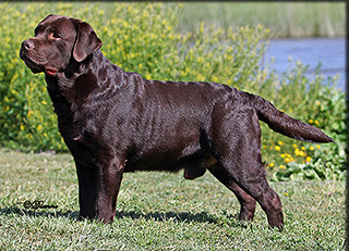 Here are some great california dog rescue and adoption resources. Labradors California English Lab Puppies Breeder Fox Red Chocolate Black Kenya Labradors