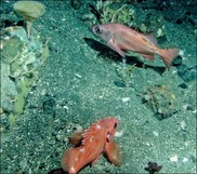 Pacific ocean perch and rougheye rockfish