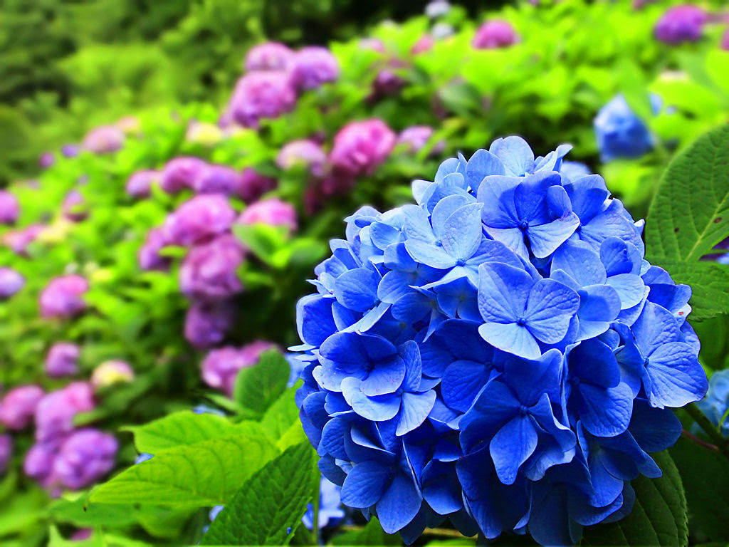 壁紙 紫陽花 画像 無料