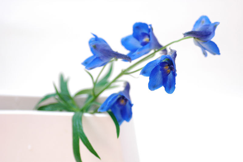すべての美しい花の画像 トップ100ベラドンナ 花 言葉
